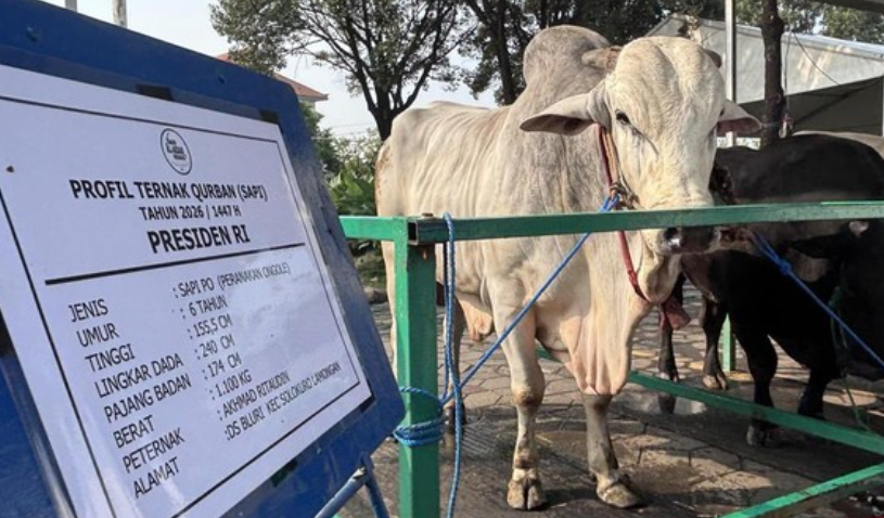 Presiden Prabowo Salurkan 1.098 Sapi Kurban Premium ke Seluruh Indonesia